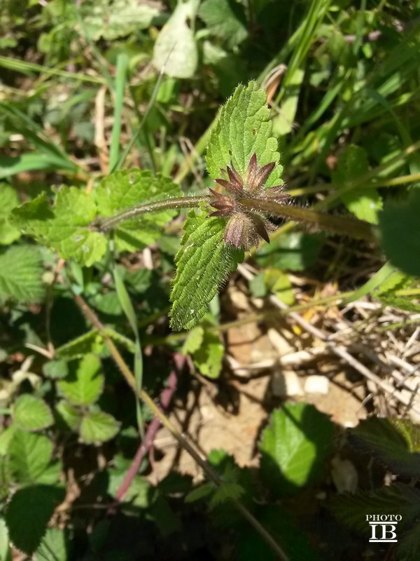 Stachys arvensis